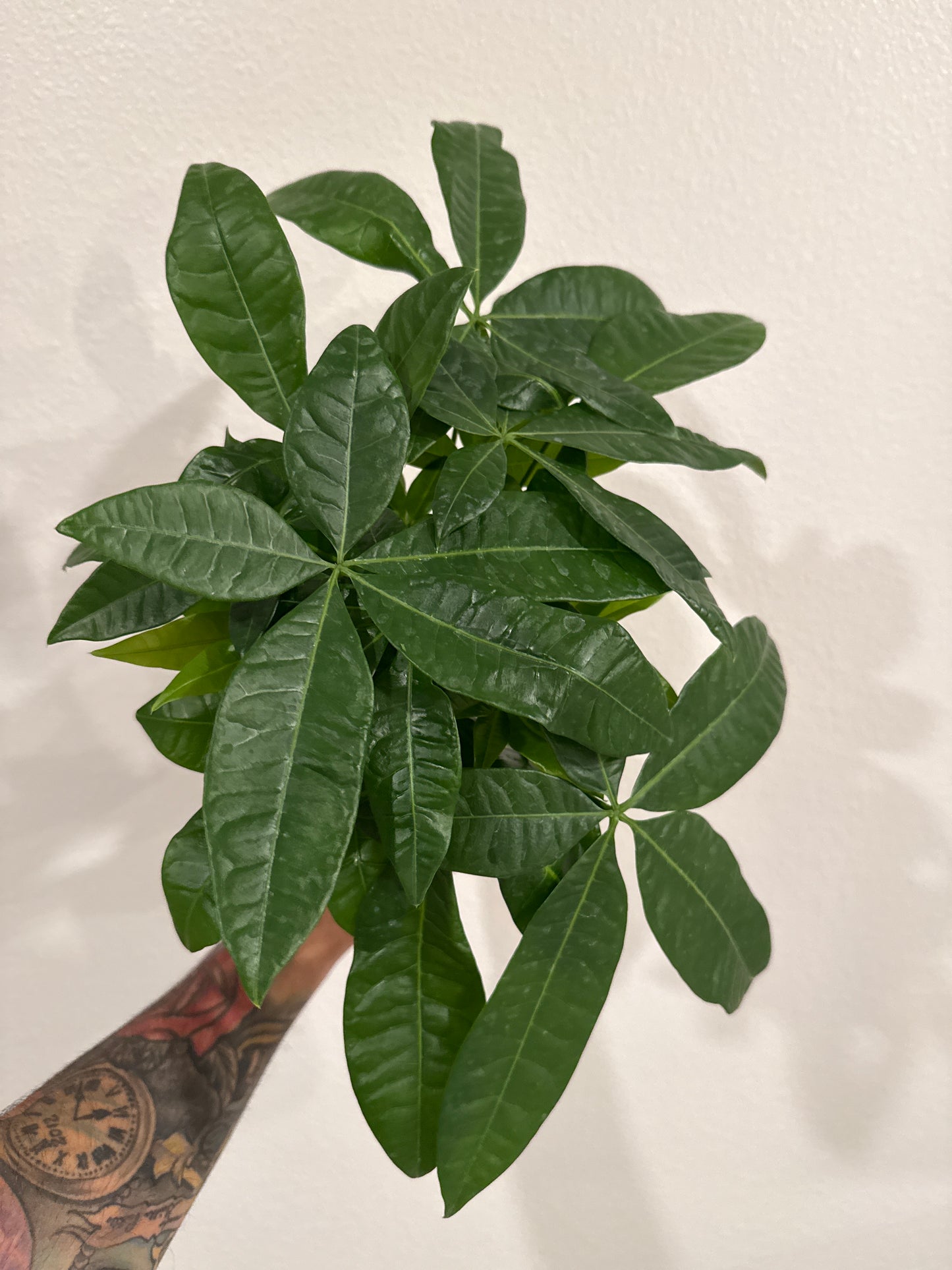 Money Tree Braided 4inch