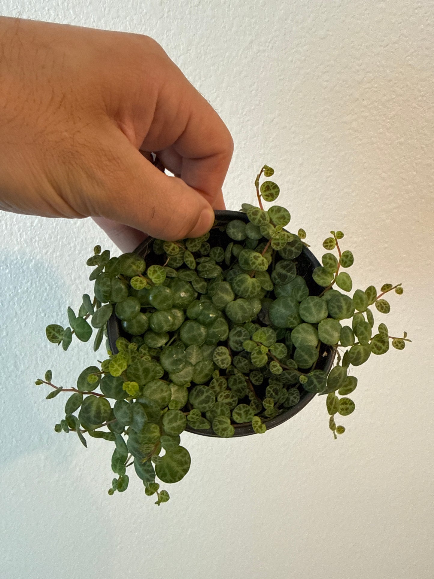 String of Turtles 4inch