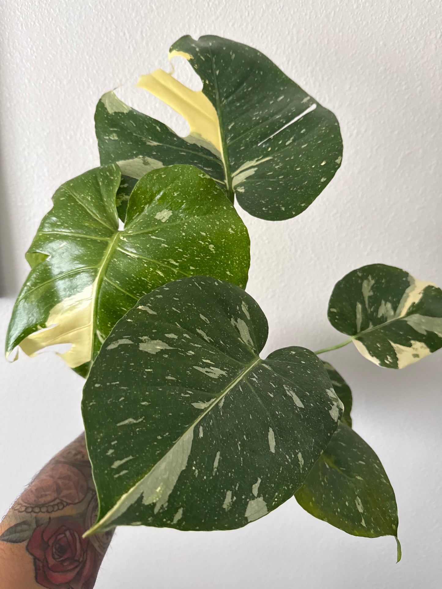 Monstera Thai Constellation 6in