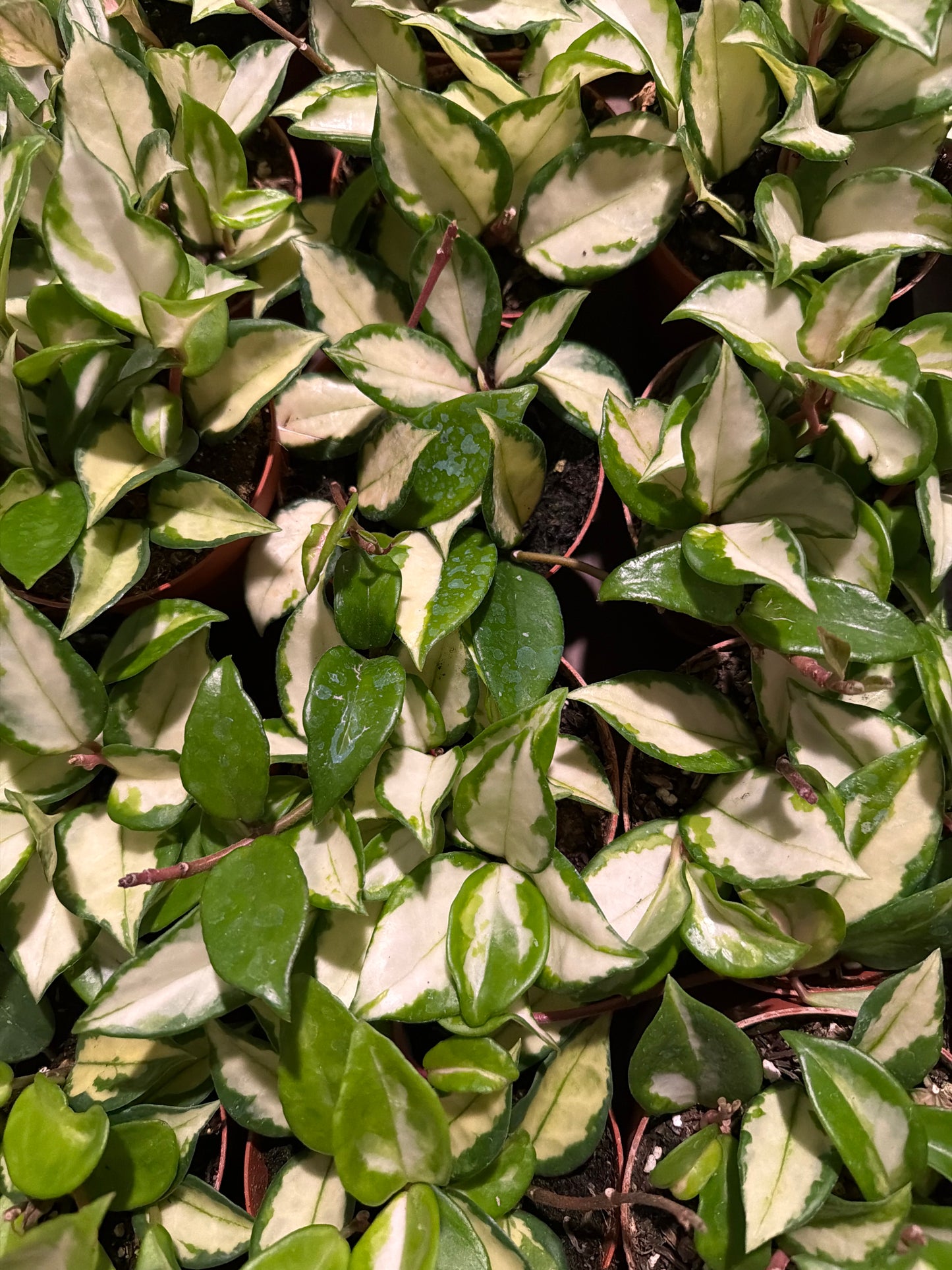 Hoya Carnosa “Princess” TriColor 4in