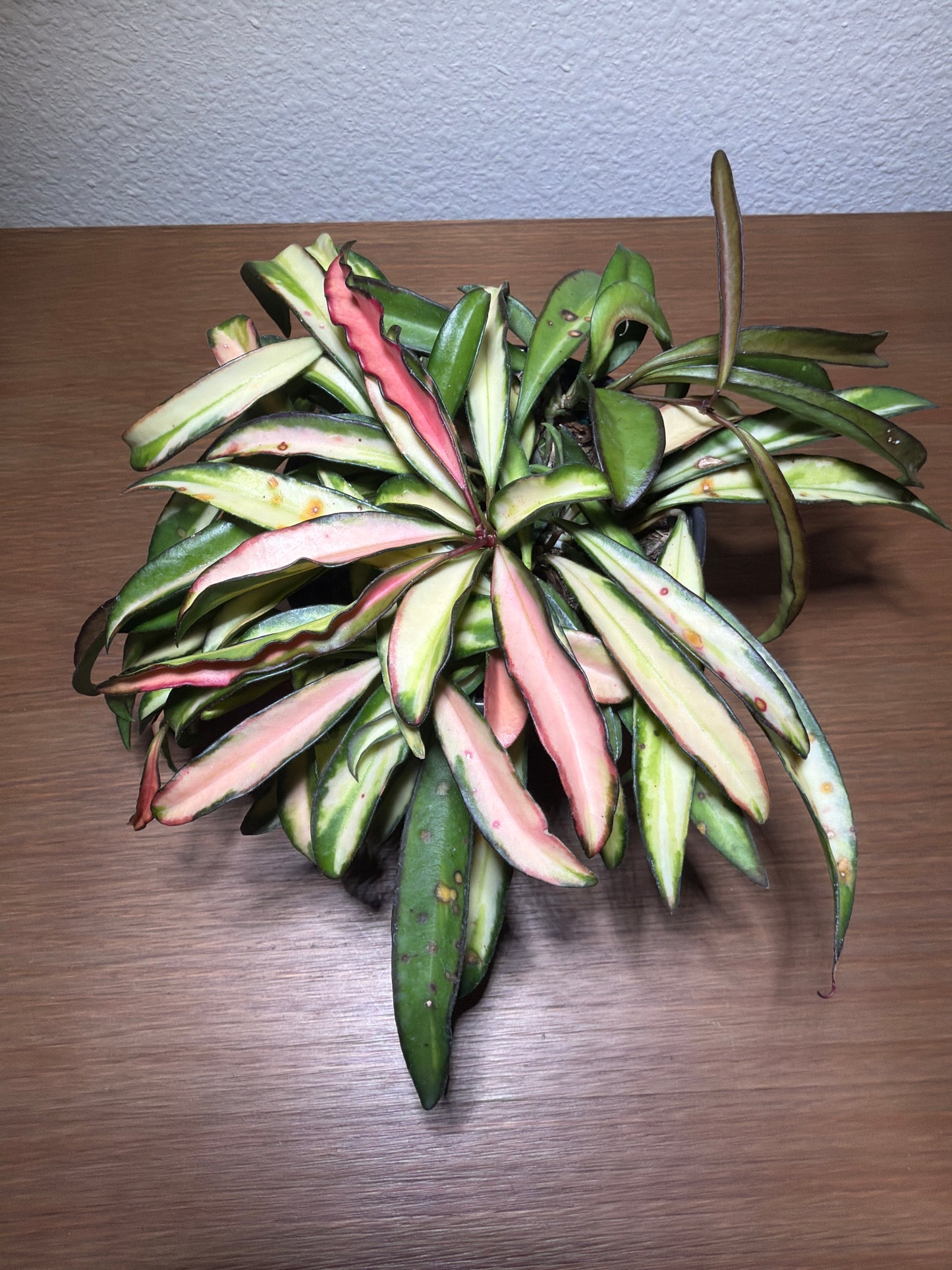 Hoya Wayetti Variegated 4inch