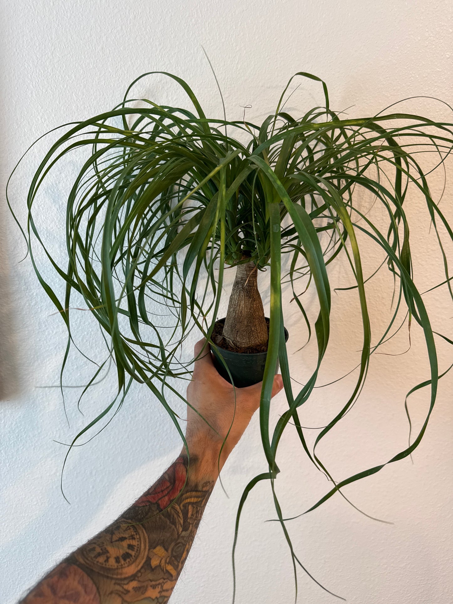 Ponytail Palm 4inch