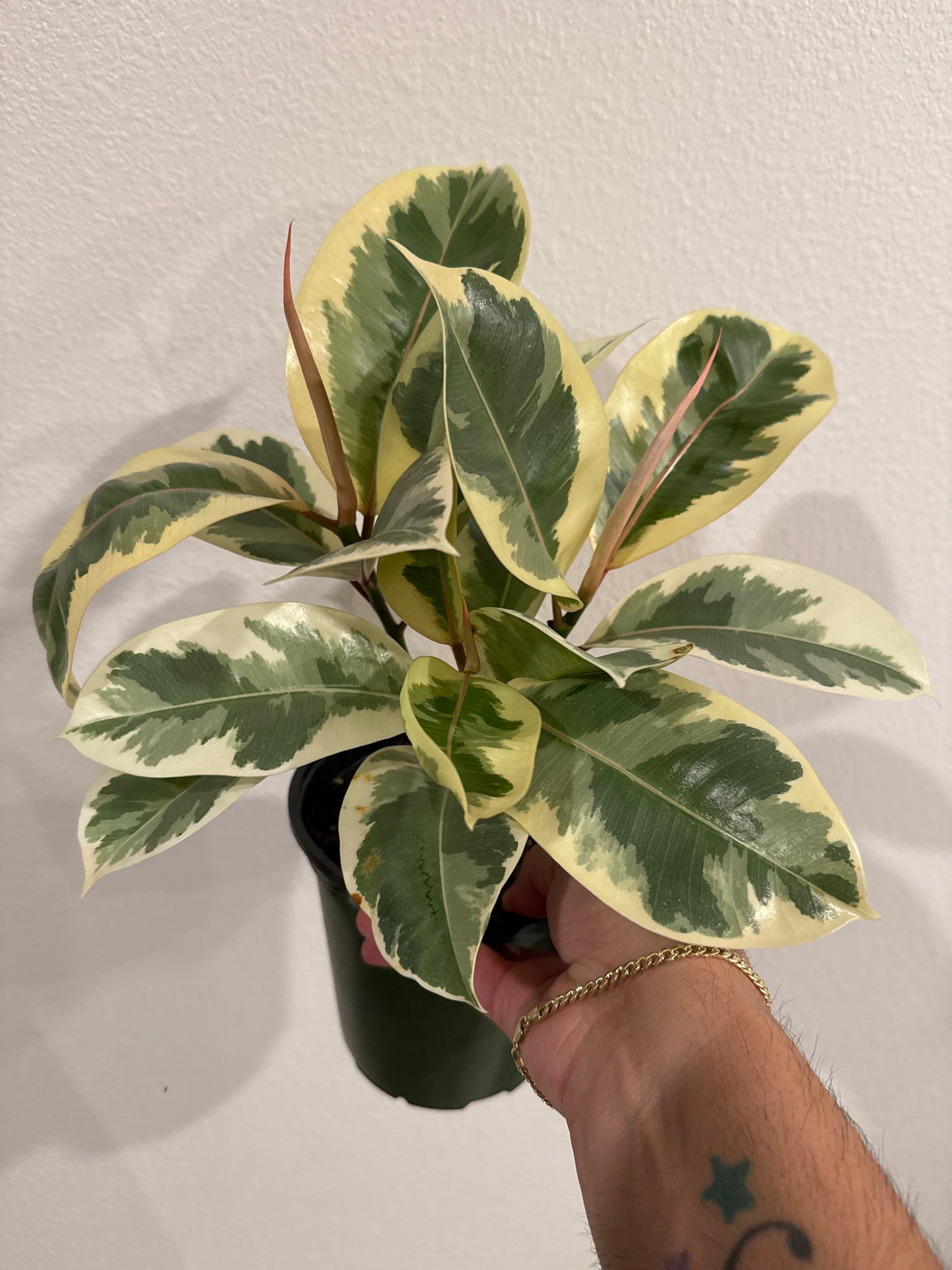 Ficus Tineke