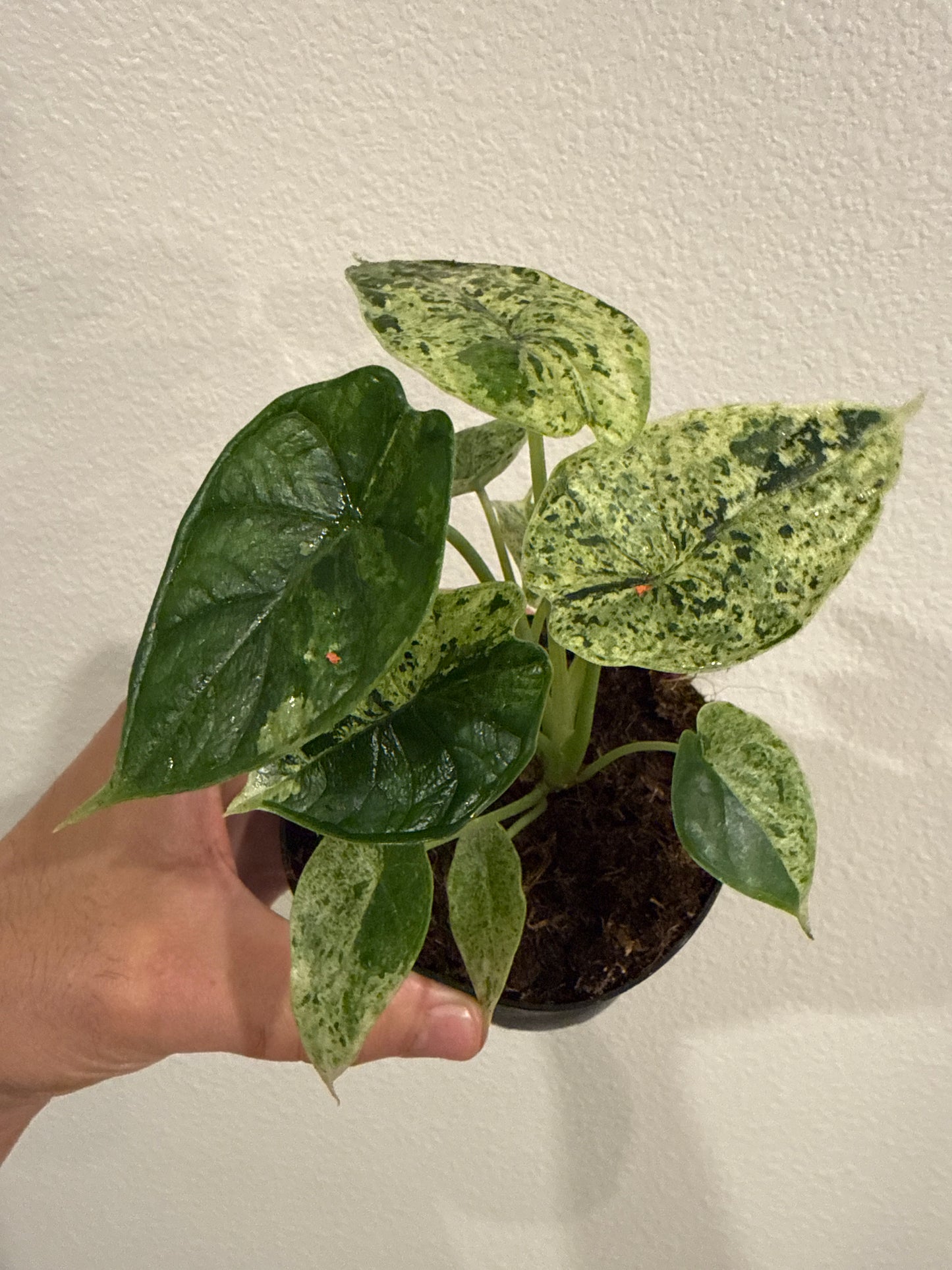Alocasia Dragon Scale Mint