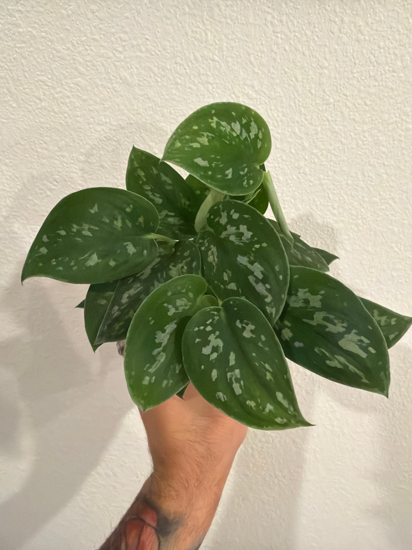 Scindapsus Pictus 4inch