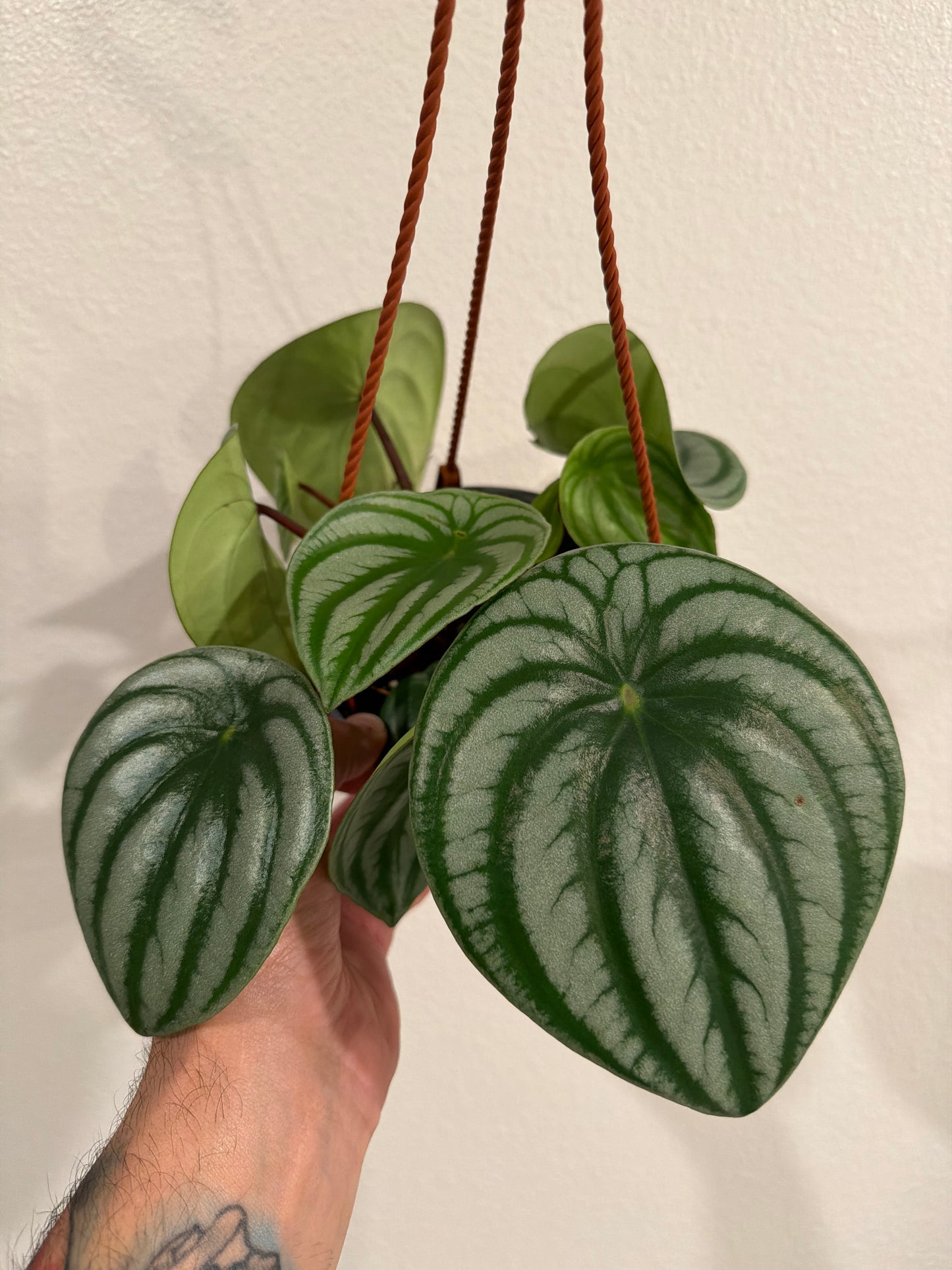 Perperomia Watermelon Hanging Basket