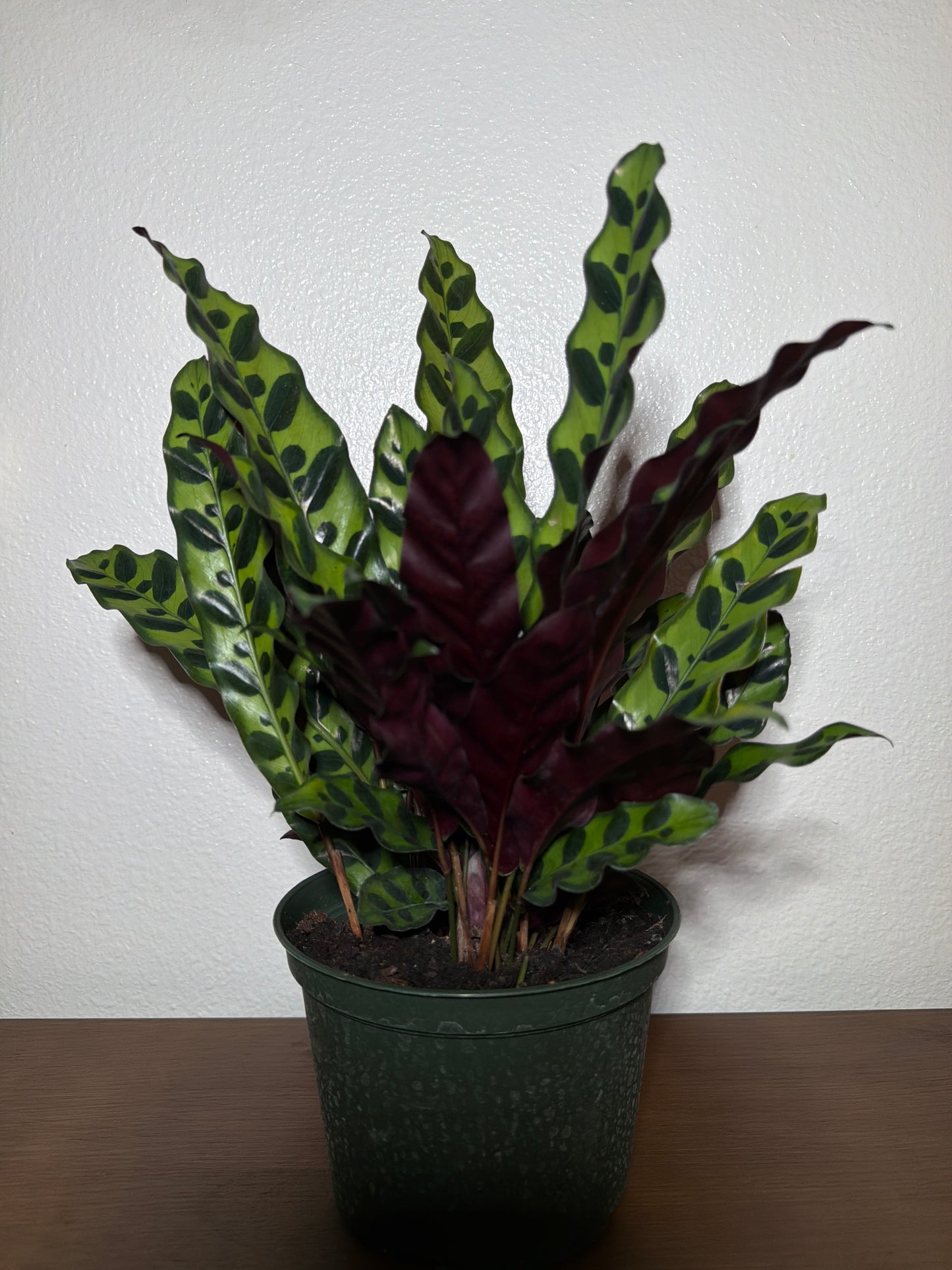 Calathea Rattlesnake 6inch