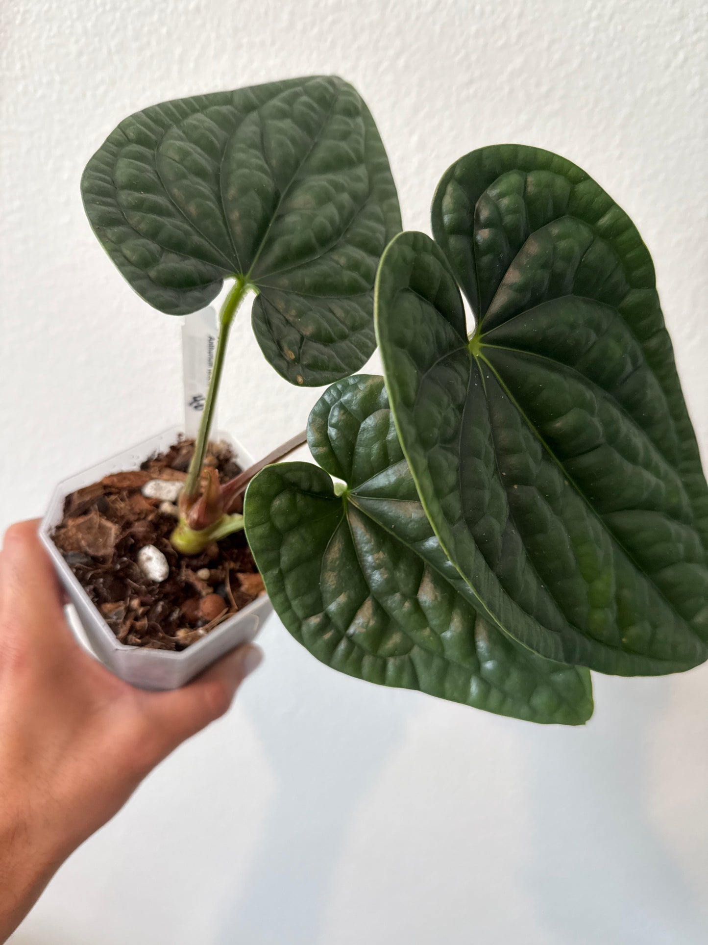 Anthurium Luxurians (Fresh Import)