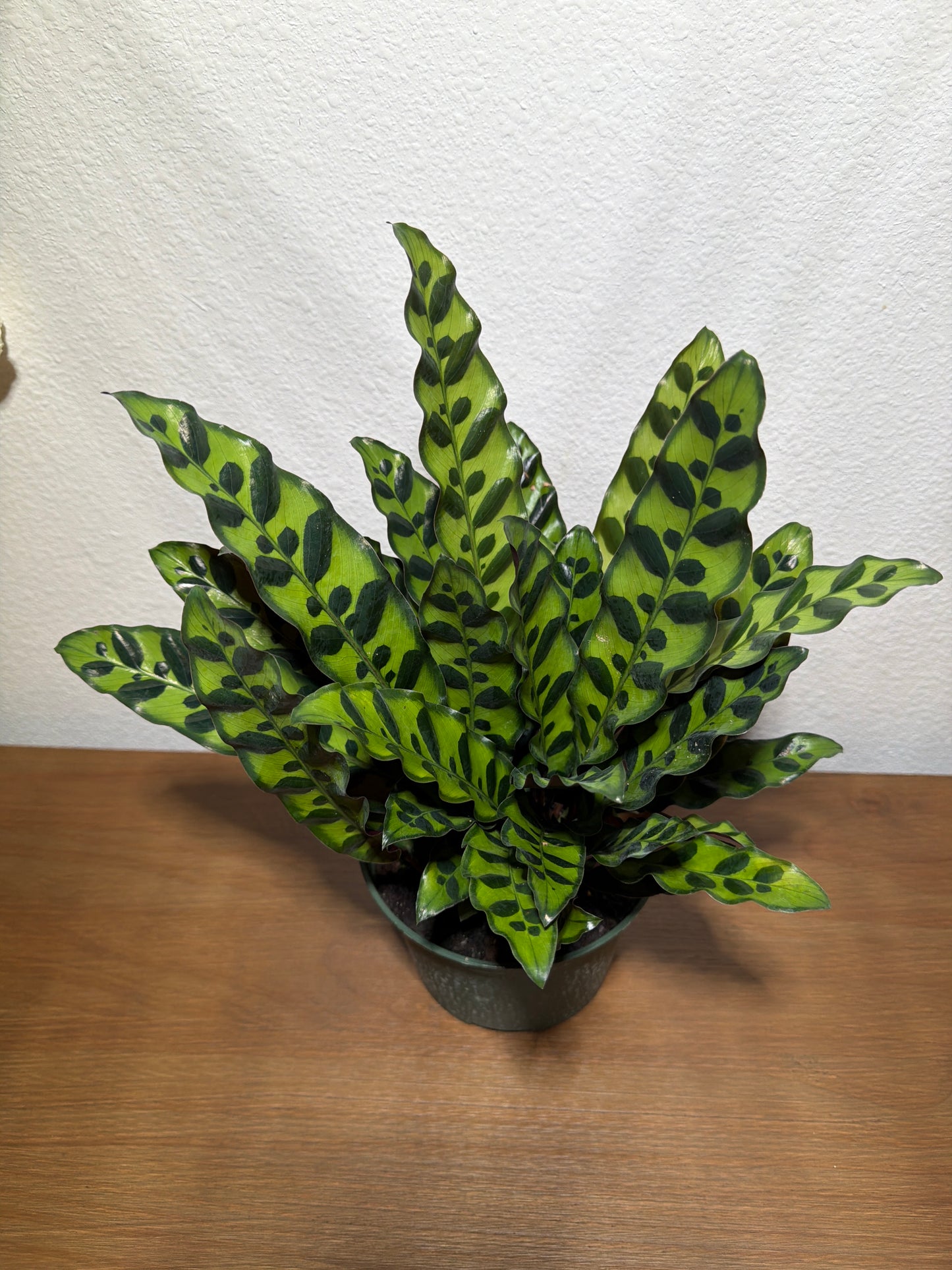 Calathea Rattlesnake 6inch