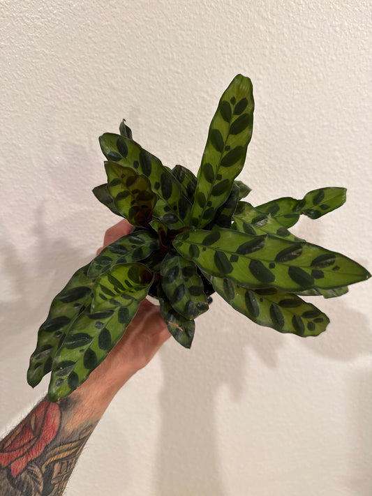 Calathea Lancifolia Rattlesnake 4inch