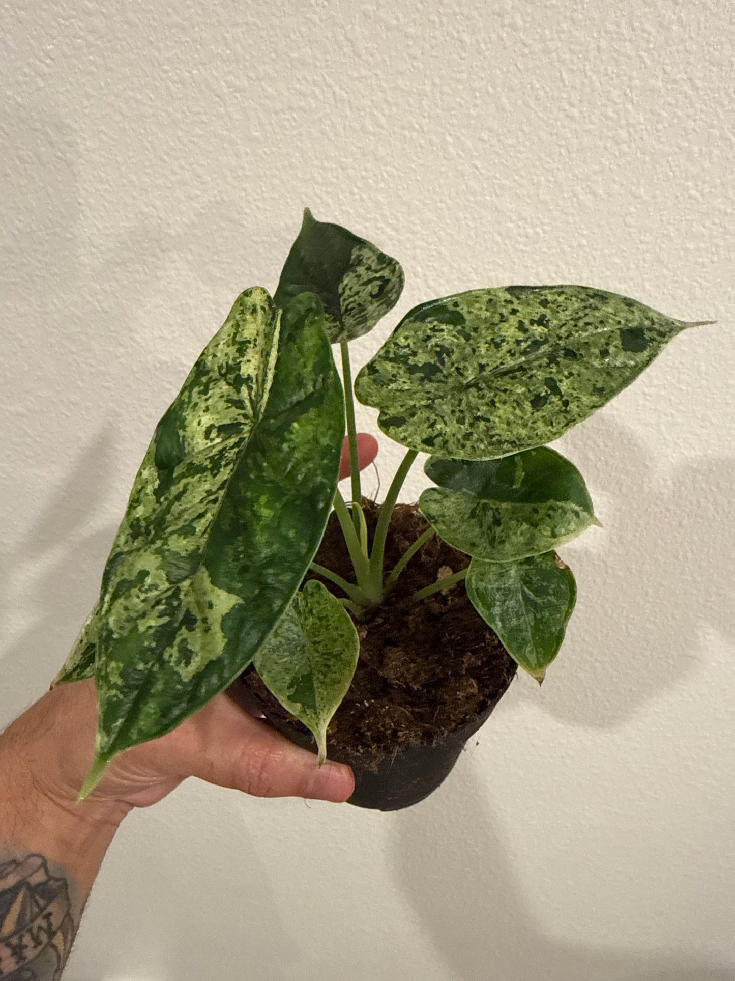 Alocasia Dragon Scale Mint