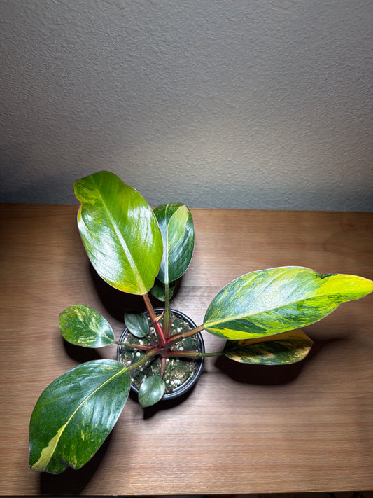 Philodendron Red Congo Variegated 6”