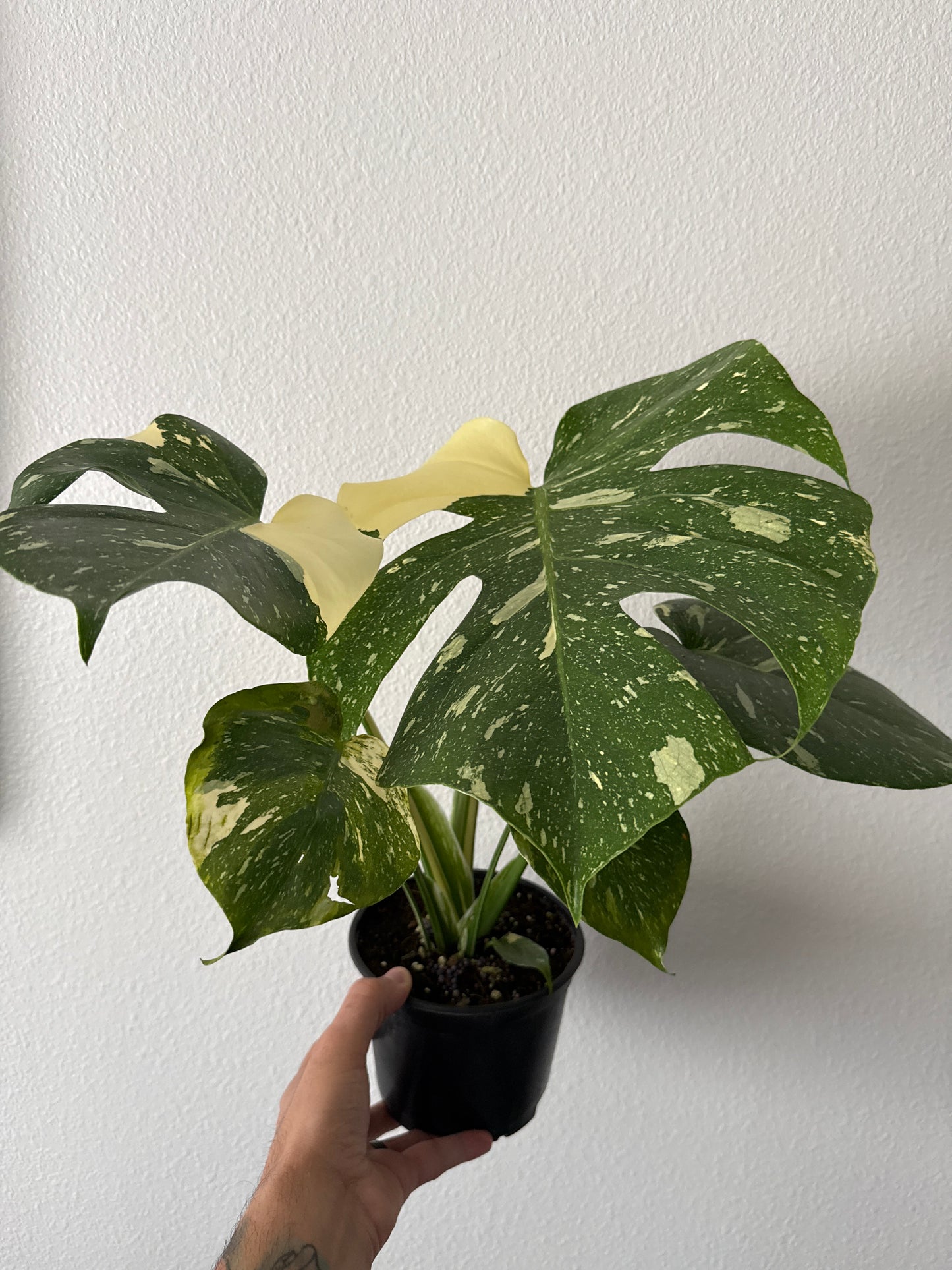 Monstera Thai Constellation 6in