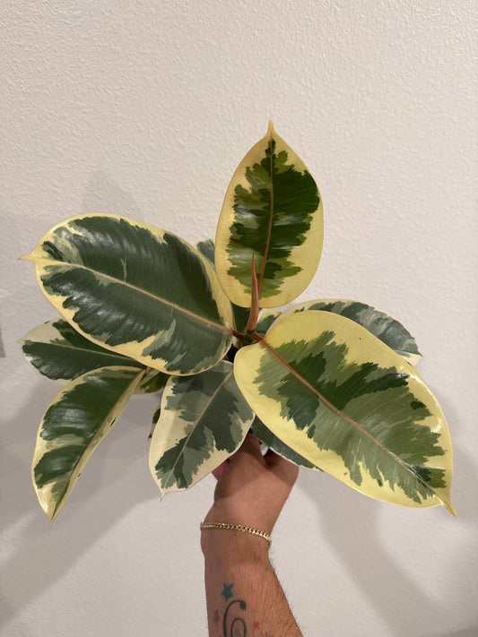 Ficus Tineke