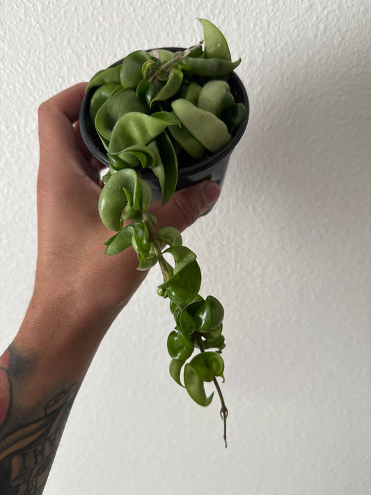 Hoya Compacta Rope