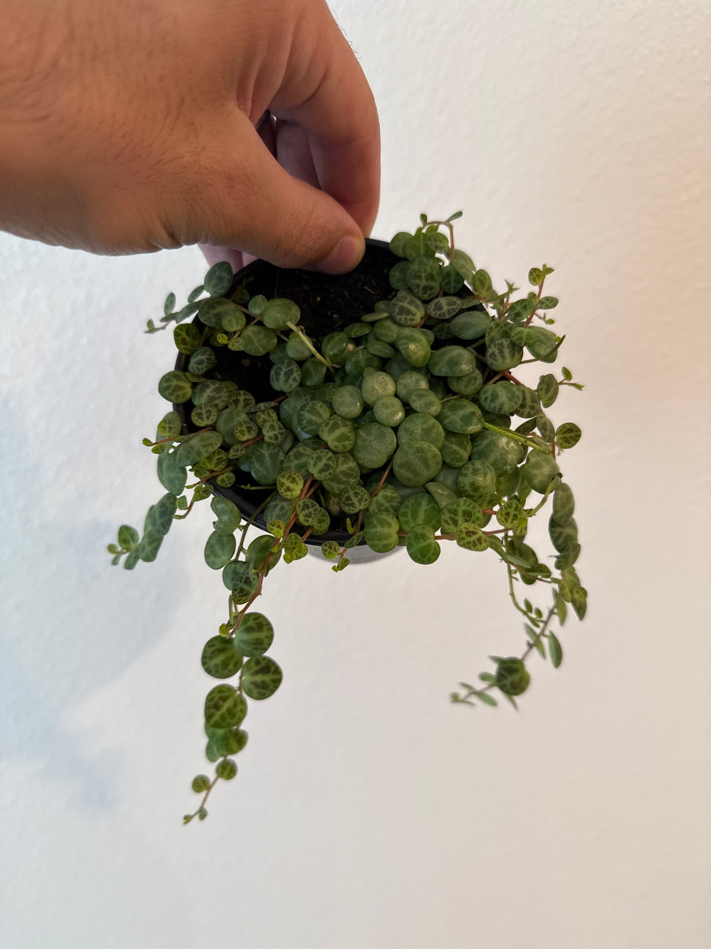 String of Turtles 4inch