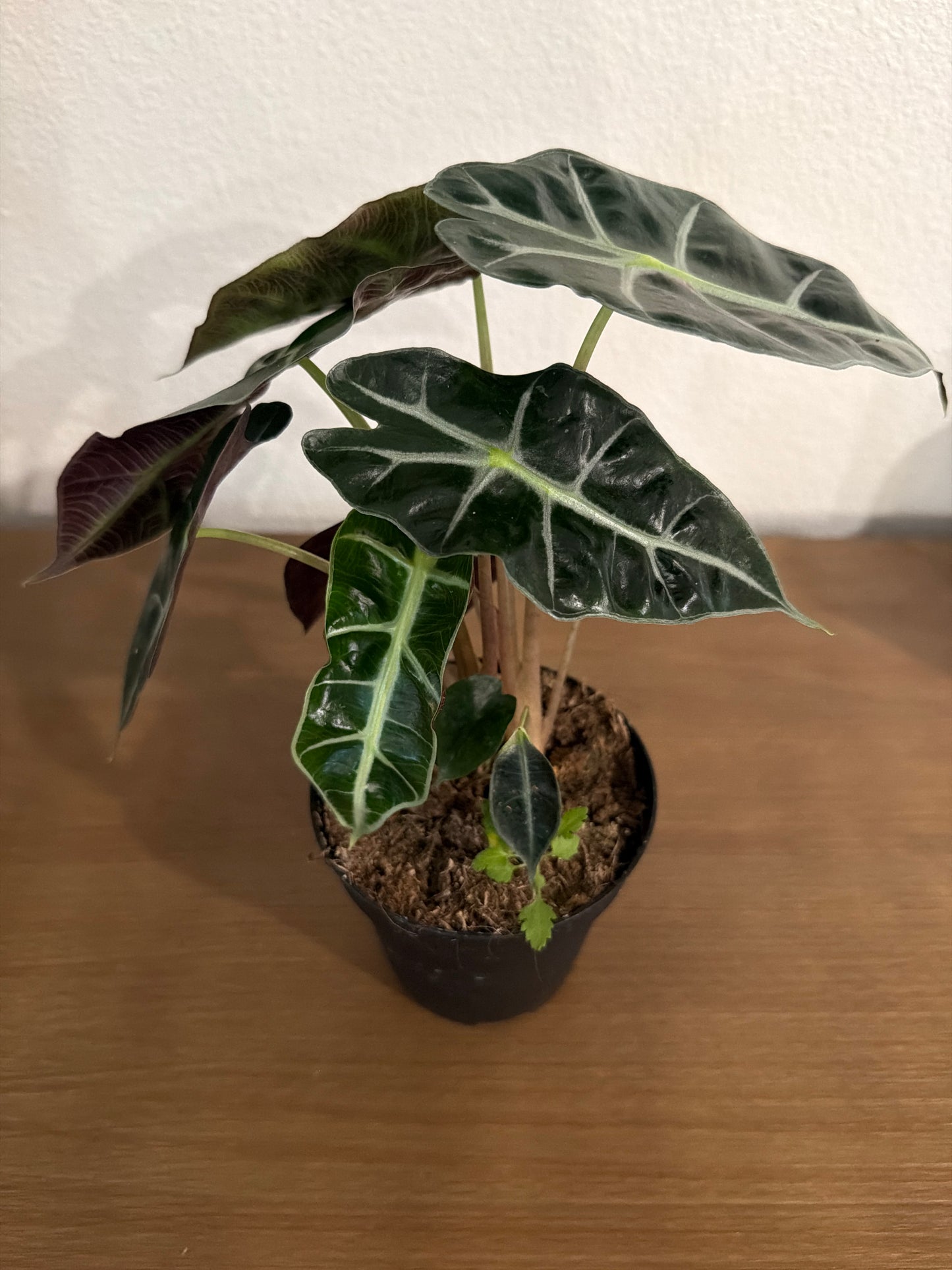 Alocasia Polly 4inch GC