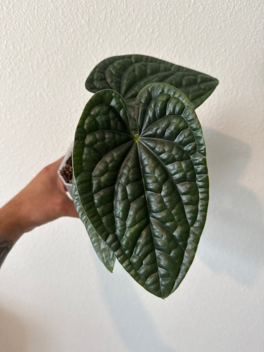 Anthurium Luxurians (Fresh Import)