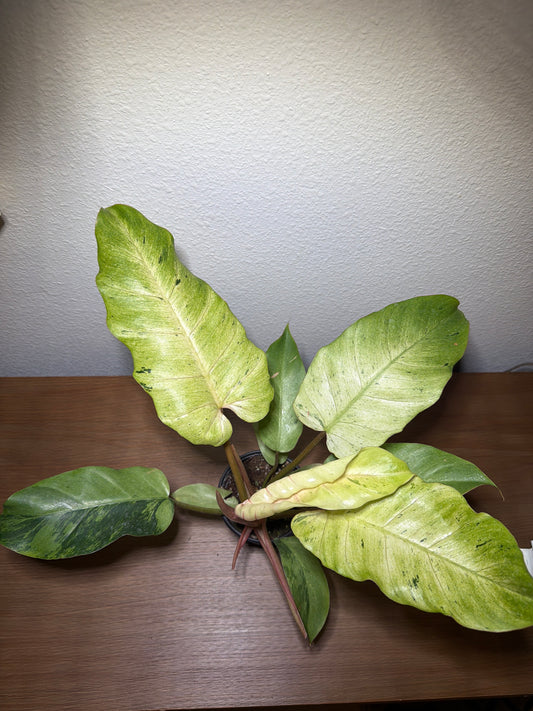 Philodendron Snowdrift Var. 4”
