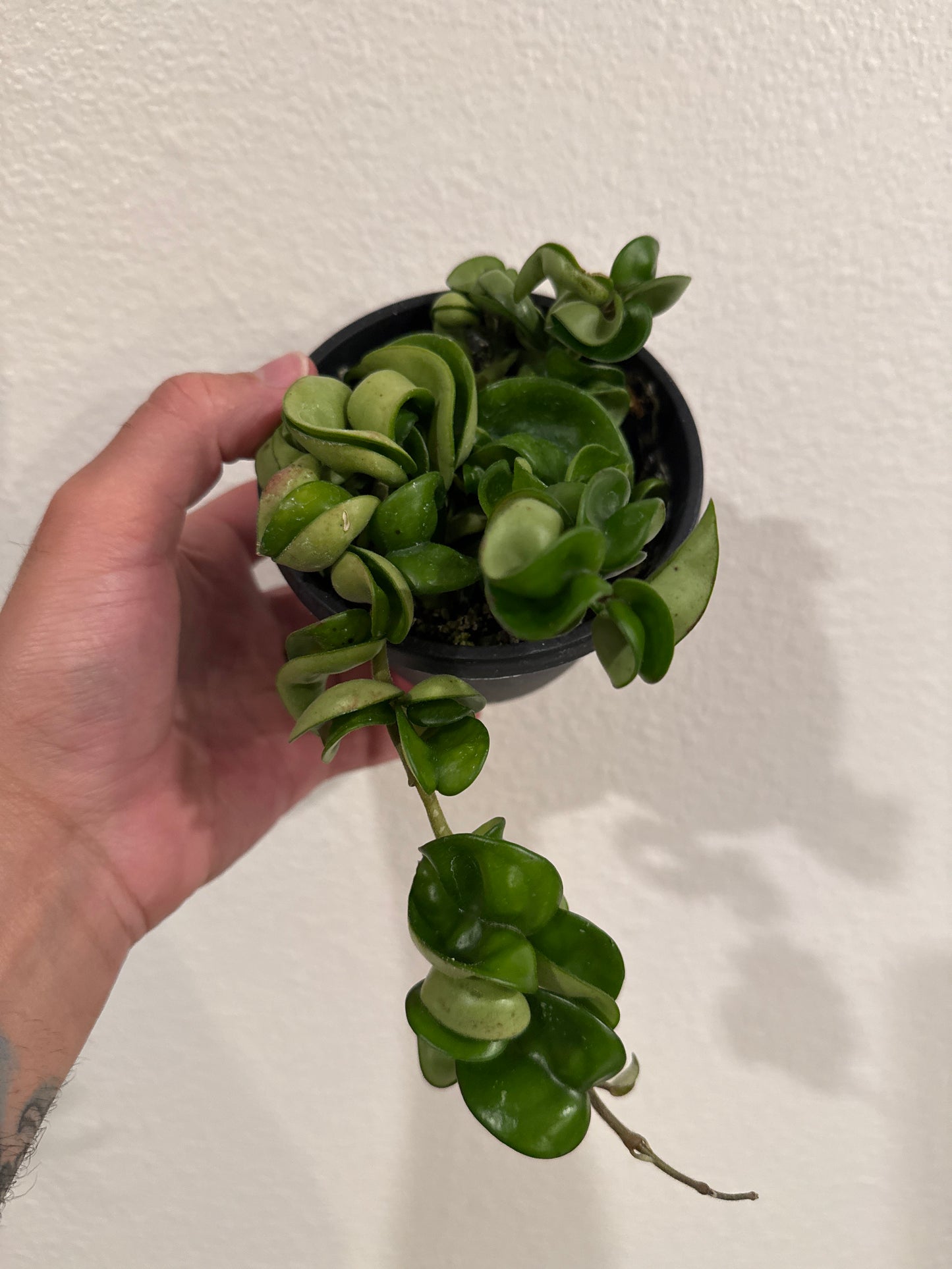 Hoya Compacta Rope