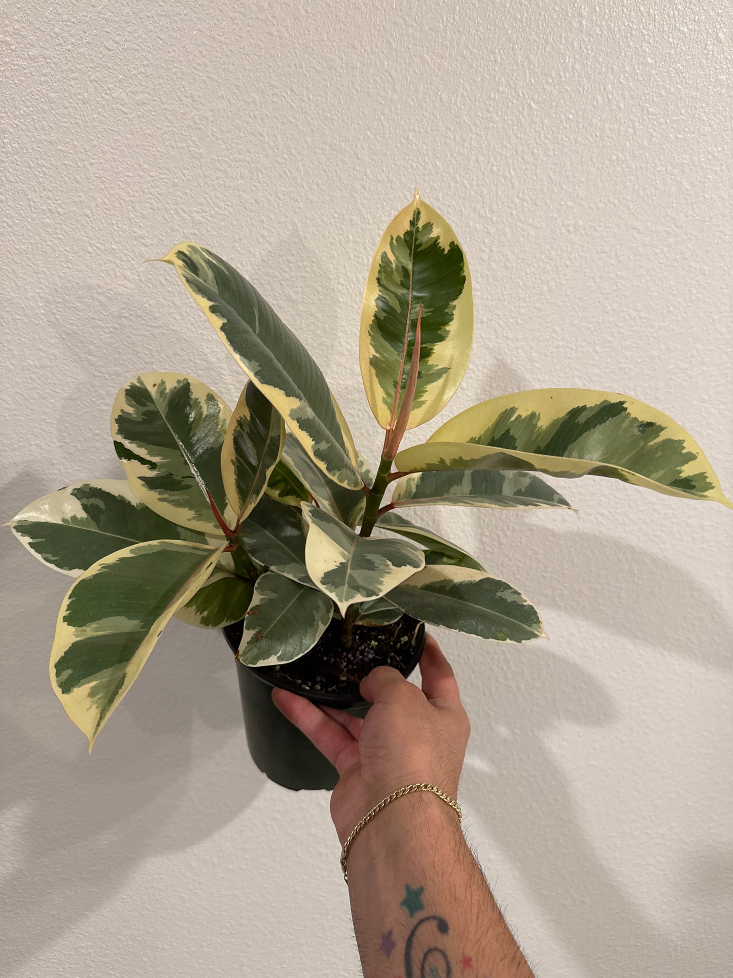Ficus Tineke