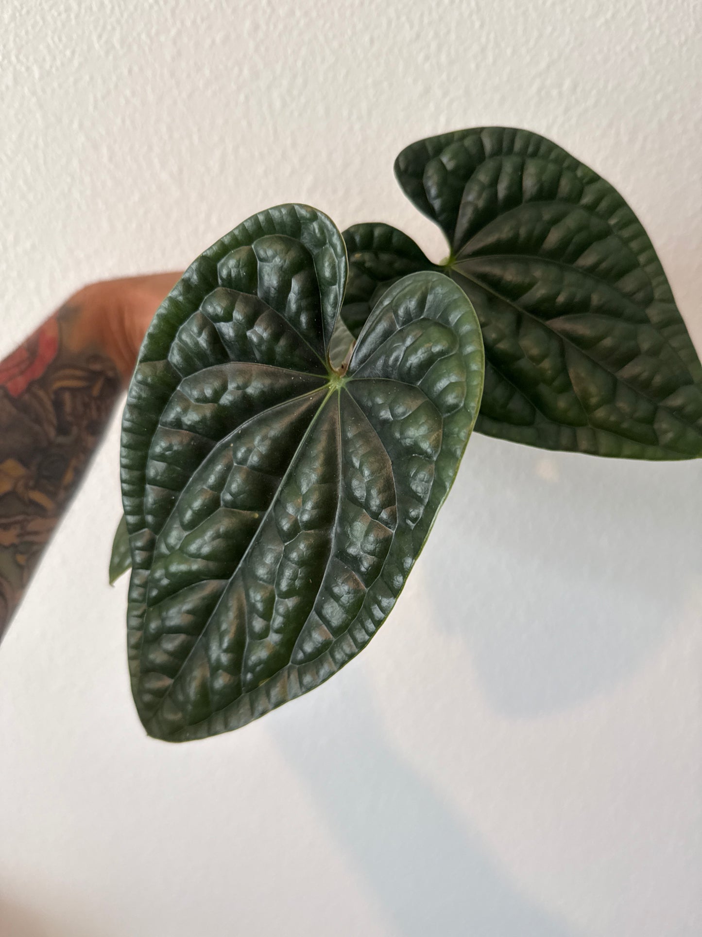 Anthurium Luxurians (Fresh Import)
