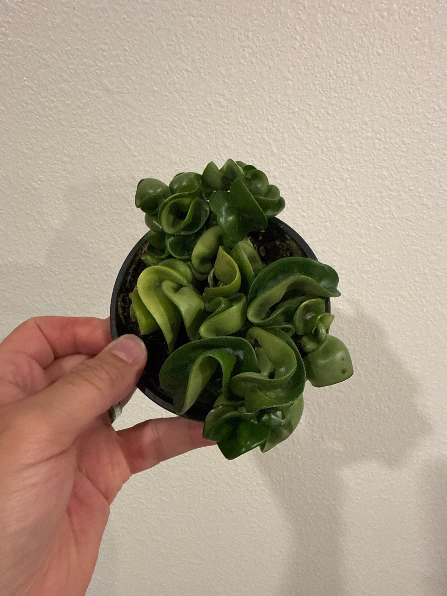 Hoya Compacta Rope