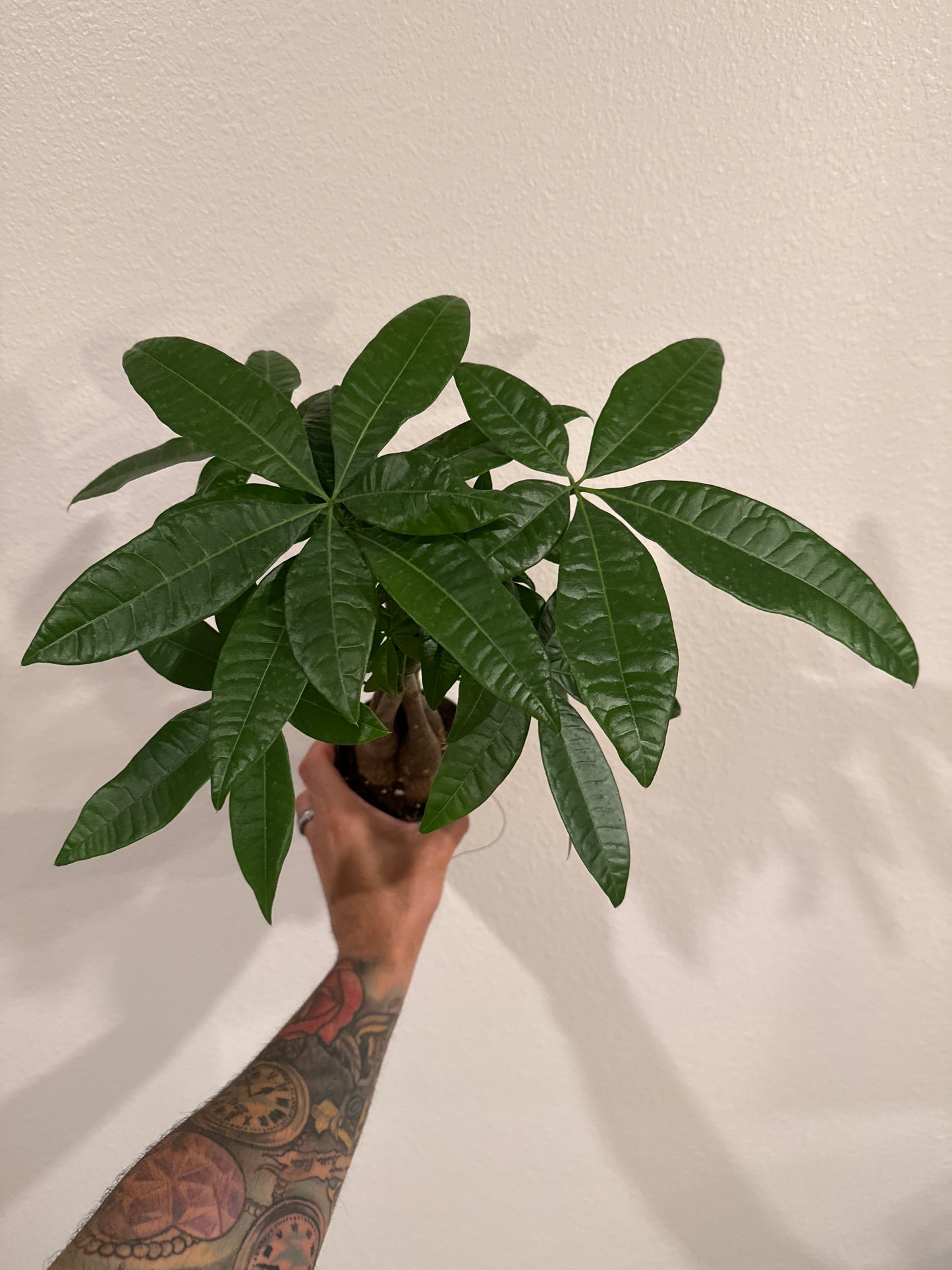 Money Tree Braided 4inch