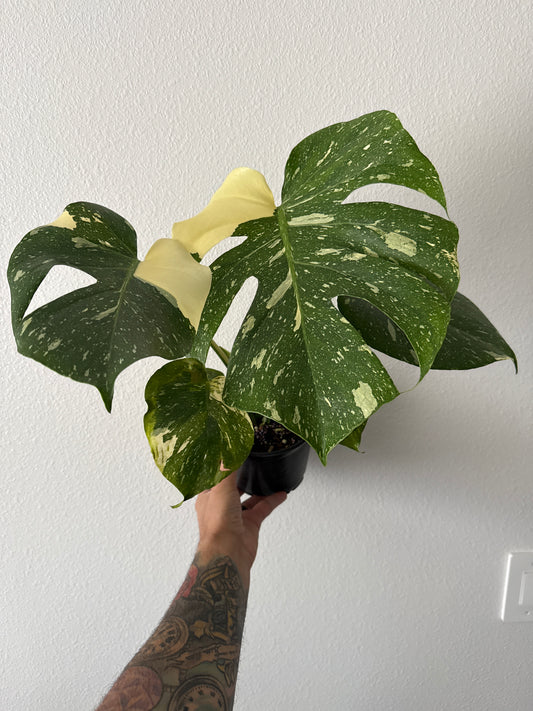 Monstera Thai Constellation 6in