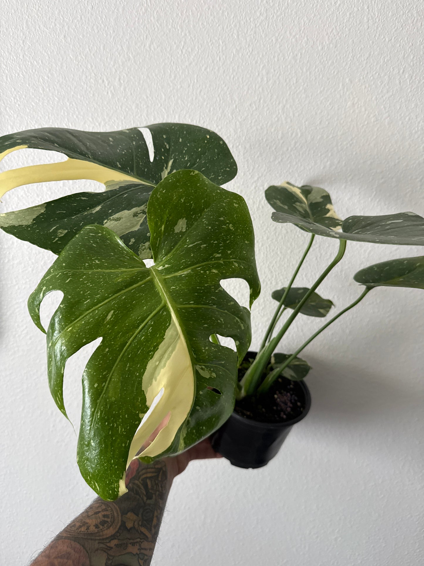 Monstera Thai Constellation 6in