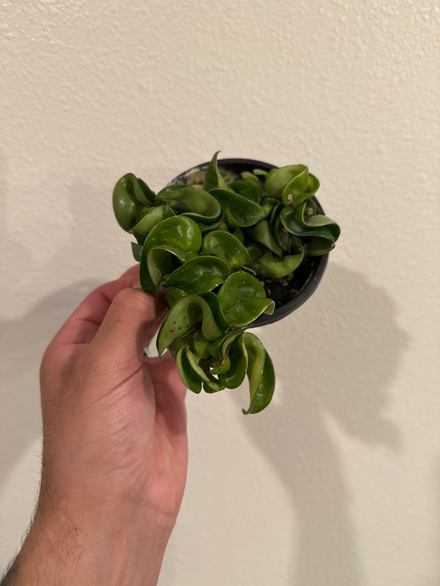 Hoya Compacta Rope