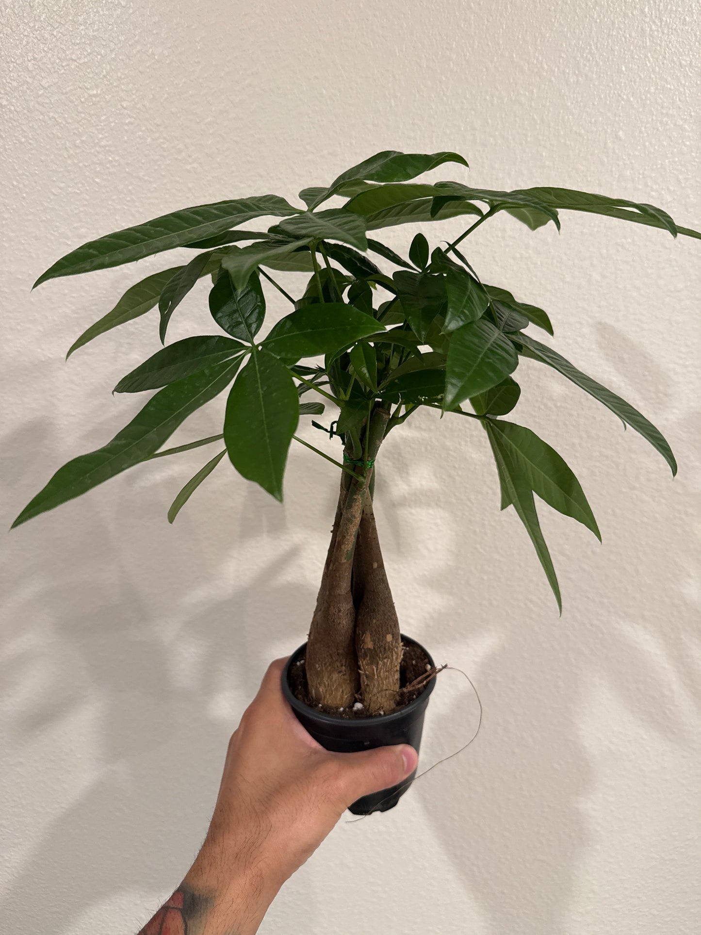 Money Tree Braided 4inch