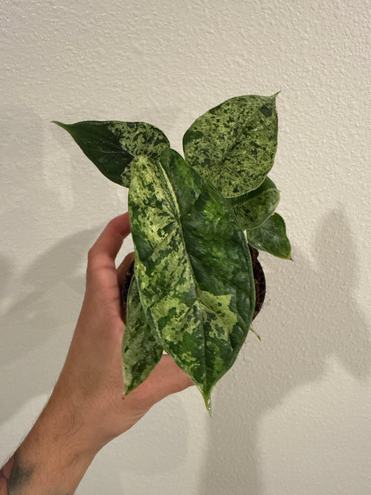 Alocasia Dragon Scale Mint