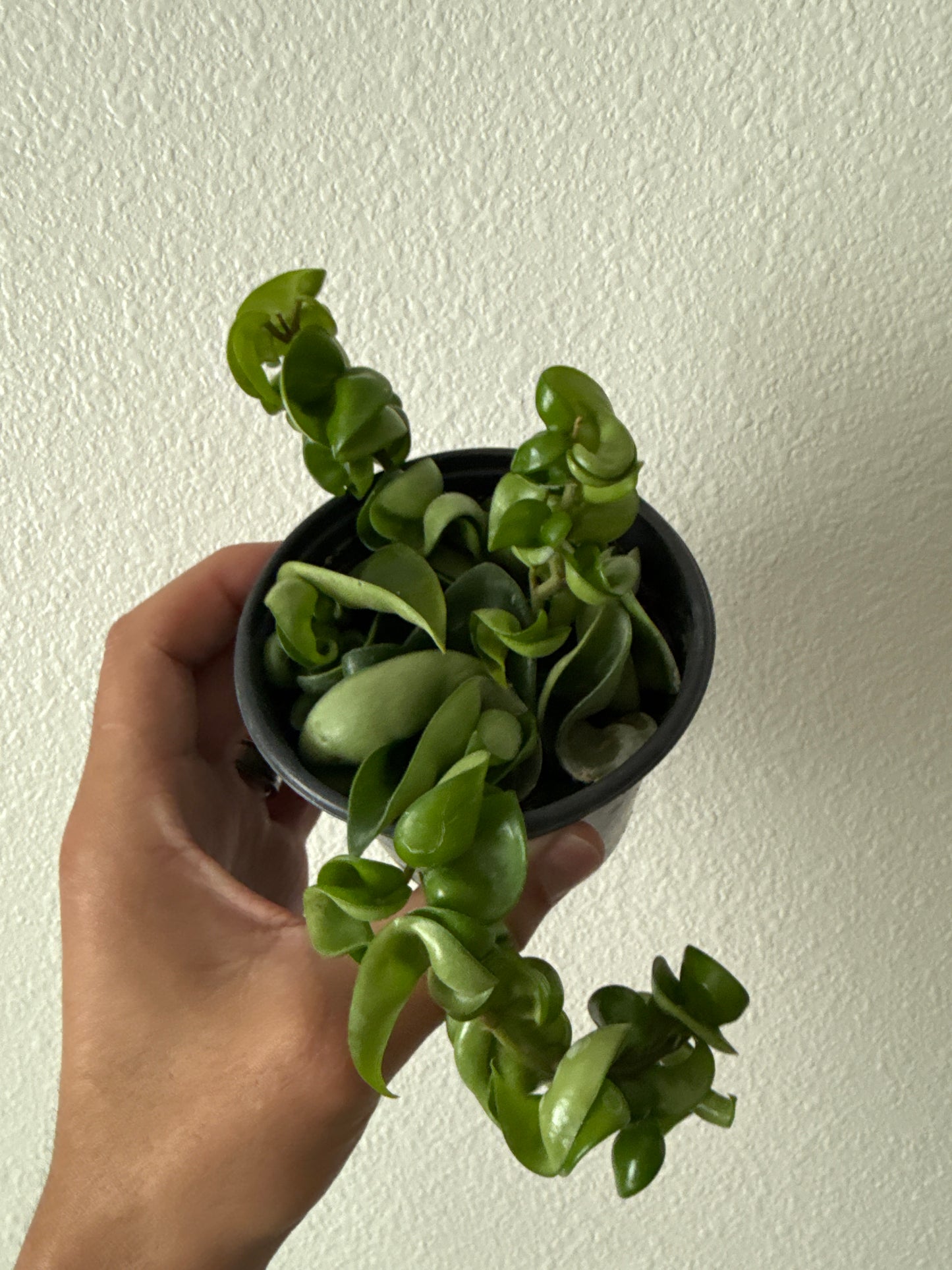 Hoya Compacta Rope
