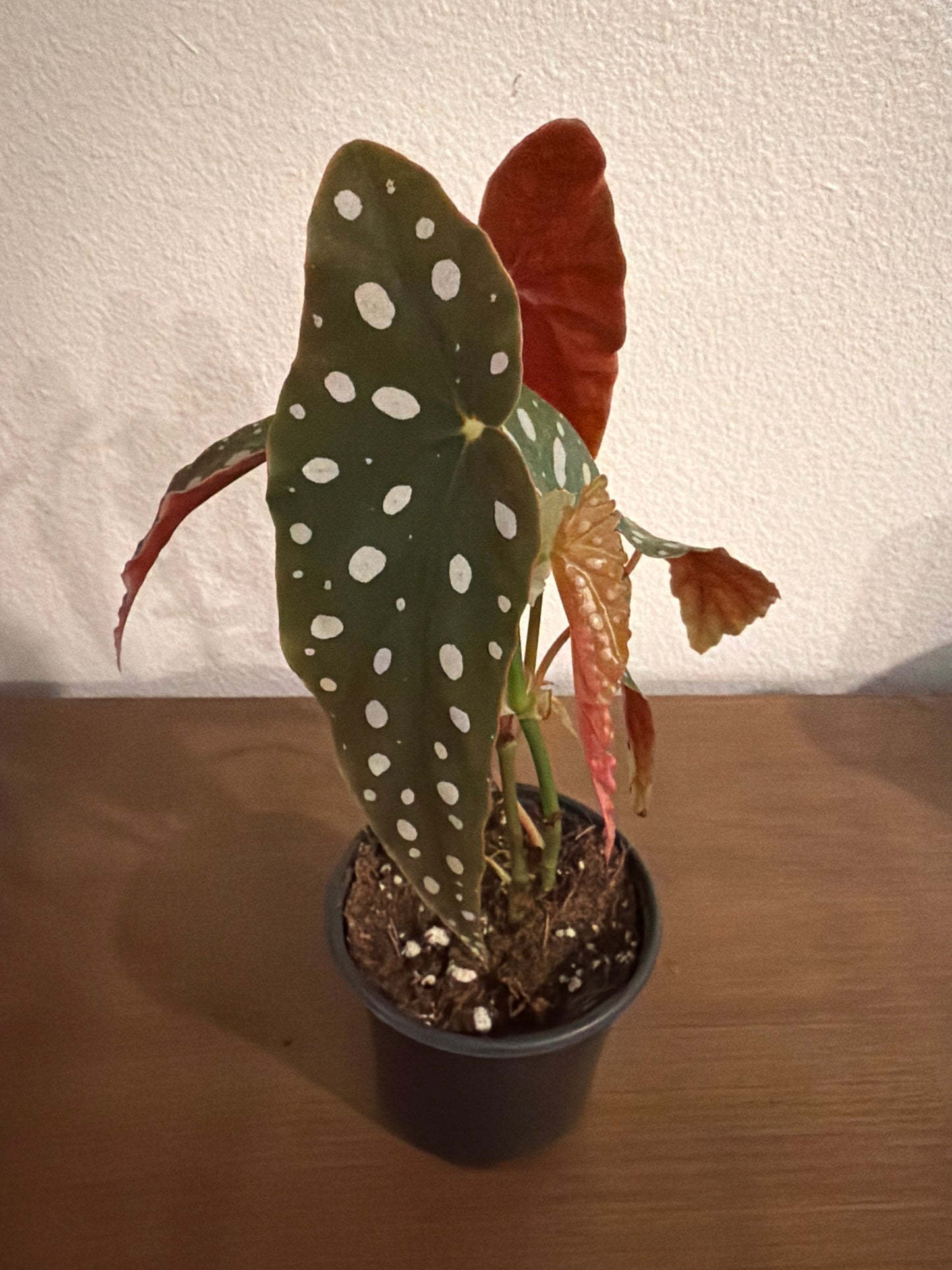 Begonia Maculata 4in GC