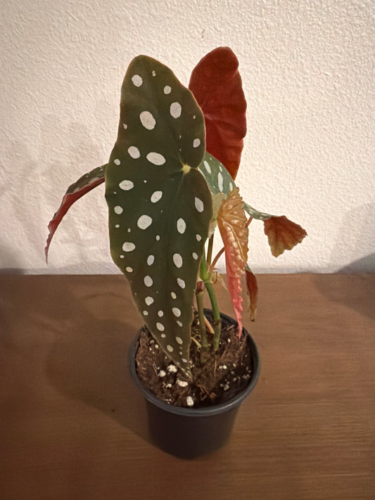 Begonia Maculata 4in GC