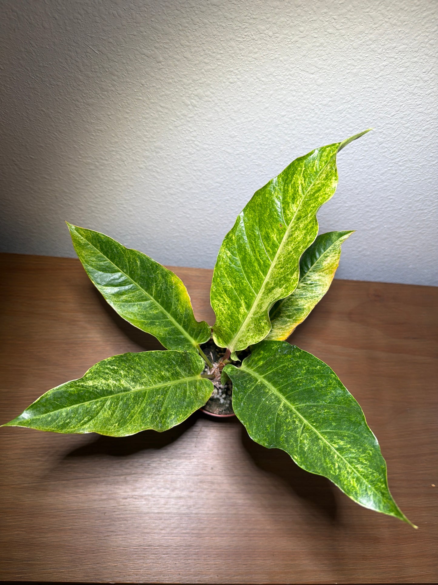 Anthurium Hookeri Variegated 4”