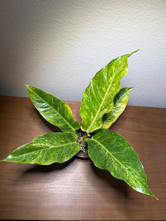 Anthurium Hookeri Variegated 4”