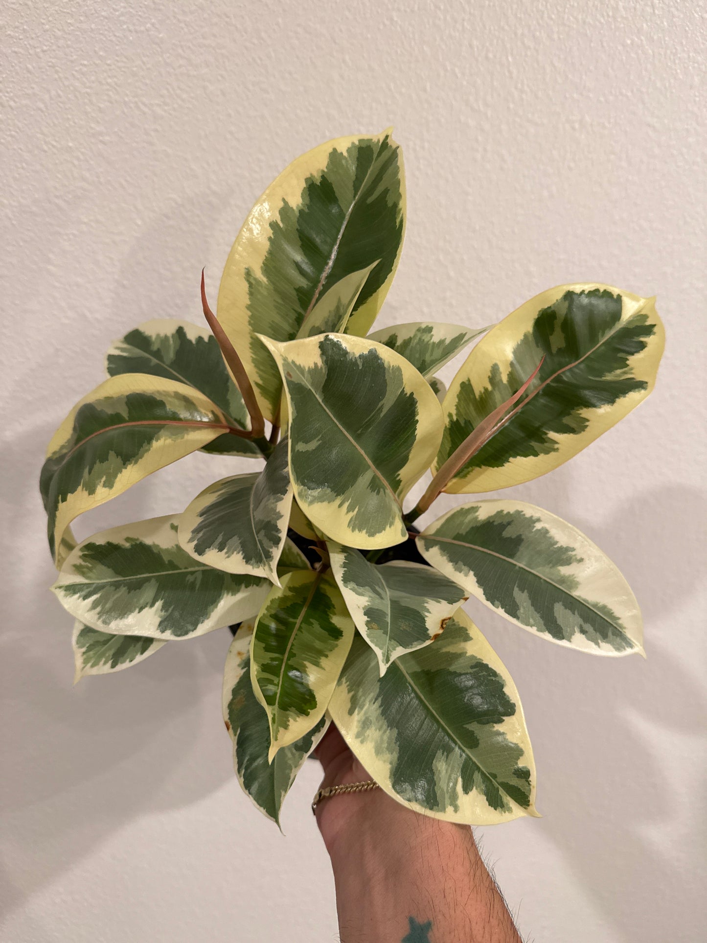 Ficus Tineke