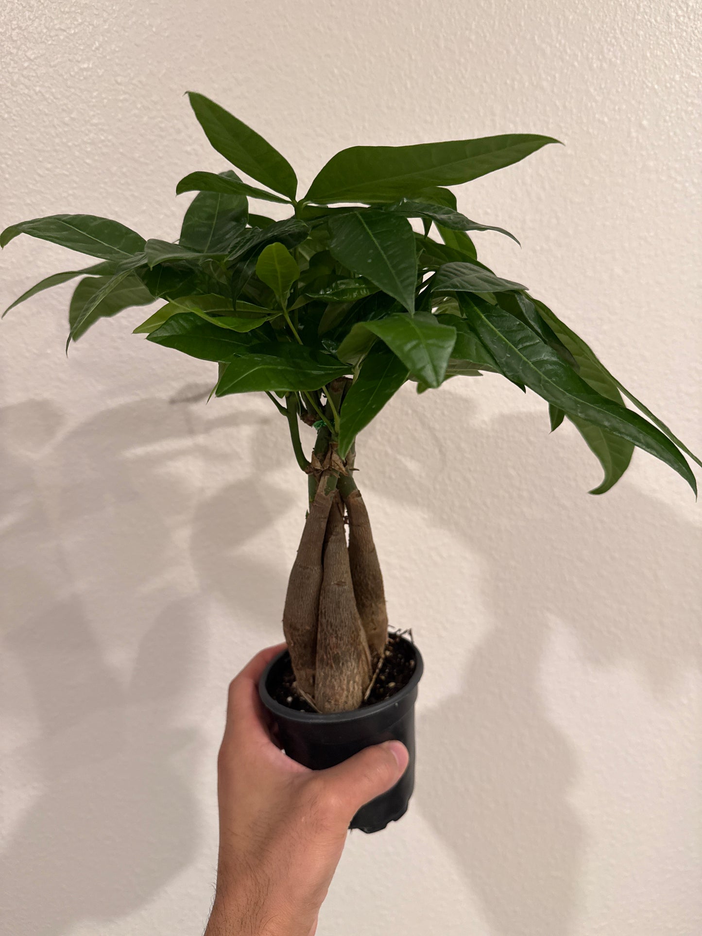 Money Tree Braided 4inch