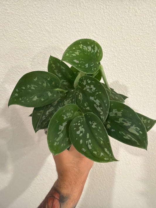 Scindapsus Pictus 4inch
