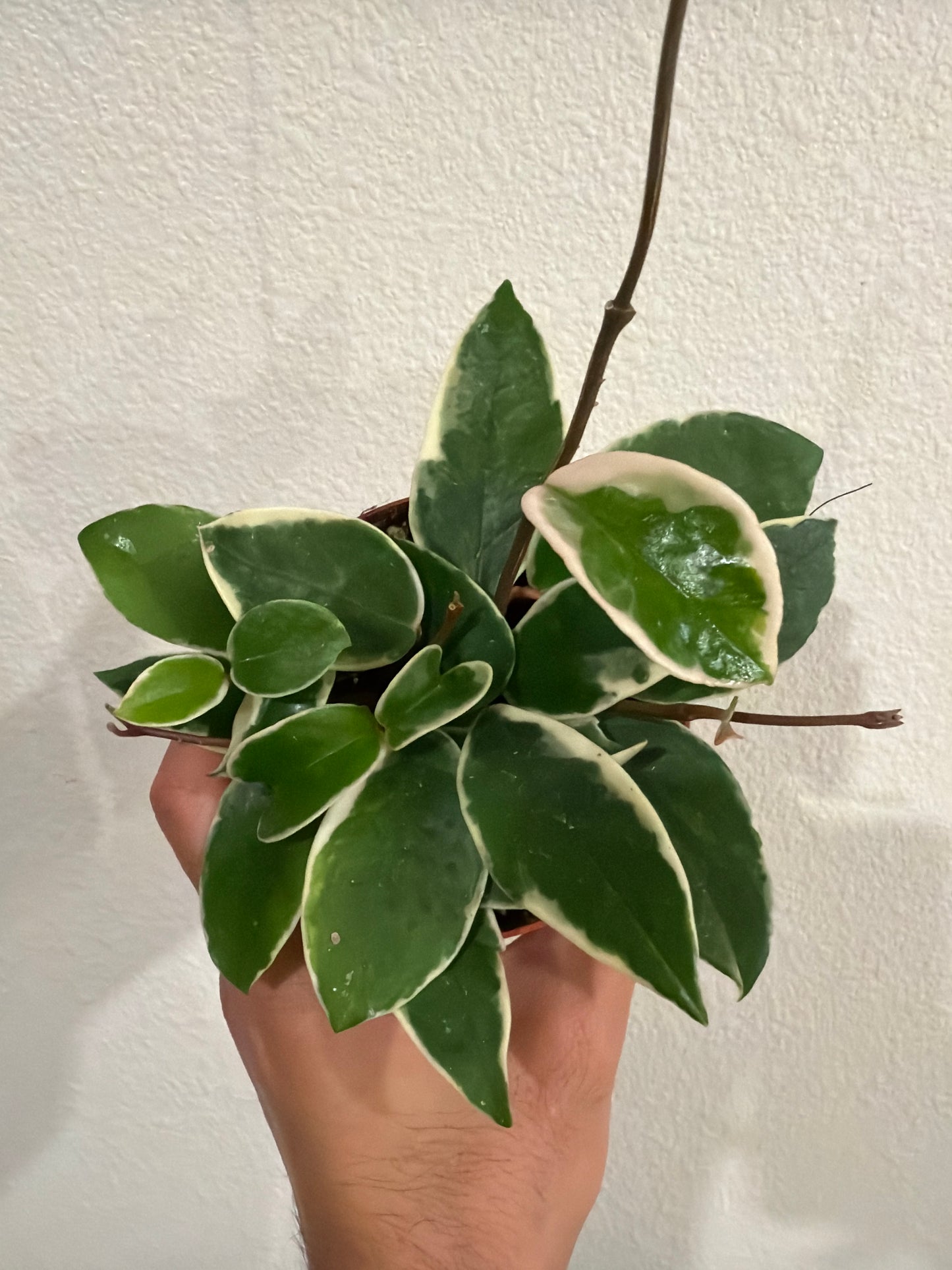 Hoya Carnosa “Krimson Queen” 4”